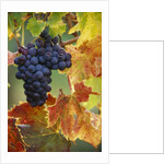 Grapes on a Vine by Anonymous