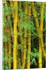 Bamboo Plants by Anonymous