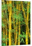 Bamboo Plants by Anonymous