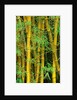 Bamboo Plants by Anonymous