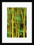 Bamboo Plants by Anonymous