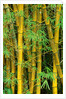 Bamboo Plants by Anonymous