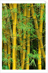 Bamboo Plants by Anonymous