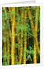 Bamboo Plants by Anonymous