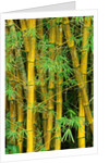 Bamboo Plants by Anonymous