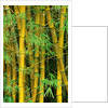 Bamboo Plants by Anonymous