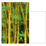 Bamboo Plants by Anonymous