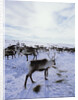 Reindeer Herd Gathering in Snow by Anonymous