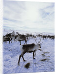 Reindeer Herd Gathering in Snow by Anonymous