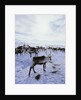 Reindeer Herd Gathering in Snow by Anonymous