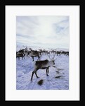 Reindeer Herd Gathering in Snow by Anonymous
