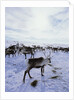 Reindeer Herd Gathering in Snow by Anonymous