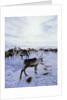 Reindeer Herd Gathering in Snow by Anonymous