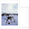 Reindeer Herd Gathering in Snow by Anonymous