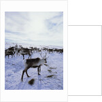 Reindeer Herd Gathering in Snow by Anonymous