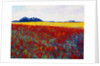 Tulip Field by Gail Wells-Hess