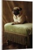 Pug Sitting on Stool by Anonymous