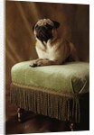 Pug Sitting on Stool by Anonymous