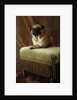 Pug Sitting on Stool by Anonymous