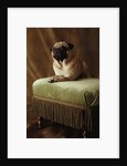 Pug Sitting on Stool by Anonymous