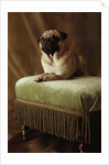 Pug Sitting on Stool by Anonymous