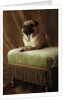 Pug Sitting on Stool by Anonymous