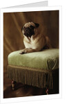 Pug Sitting on Stool by Anonymous