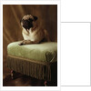 Pug Sitting on Stool by Anonymous