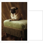 Pug Sitting on Stool by Anonymous