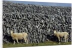 Hobbled Sheep by a Dry Stone Wall by Anonymous