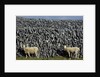Hobbled Sheep by a Dry Stone Wall by Anonymous