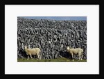 Hobbled Sheep by a Dry Stone Wall by Anonymous