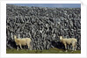 Hobbled Sheep by a Dry Stone Wall by Anonymous