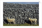 Hobbled Sheep by a Dry Stone Wall by Anonymous