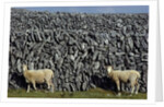 Hobbled Sheep by a Dry Stone Wall by Anonymous
