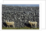 Hobbled Sheep by a Dry Stone Wall by Anonymous