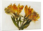 Alstroemeria II by David Roseburg