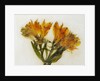 Alstroemeria II by David Roseburg