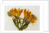 Alstroemeria II by David Roseburg