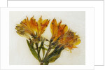Alstroemeria II by David Roseburg