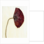 Papaver by David Roseburg