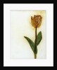 Tulipa I by David Roseburg
