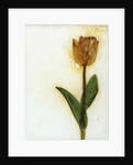 Tulipa I by David Roseburg