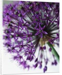 Allium by Anonymous