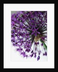 Allium by Anonymous