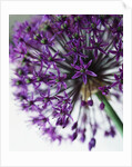 Allium by Anonymous