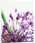 Allium by Anonymous