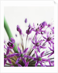 Allium by Anonymous