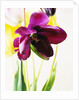Tulipa by Anonymous