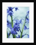 Blue Bells by Anonymous
